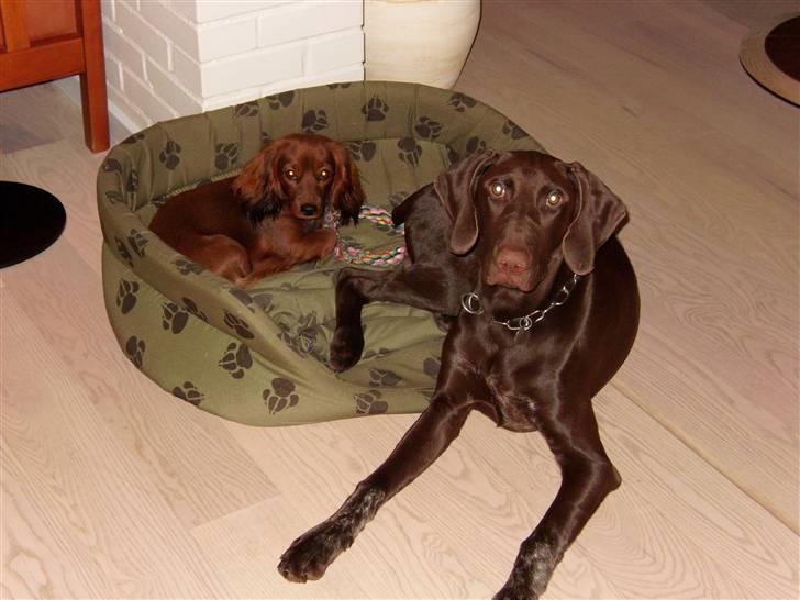 Blanding af racer Ziva - Ziva med sin bedste ven Rollo billede 3