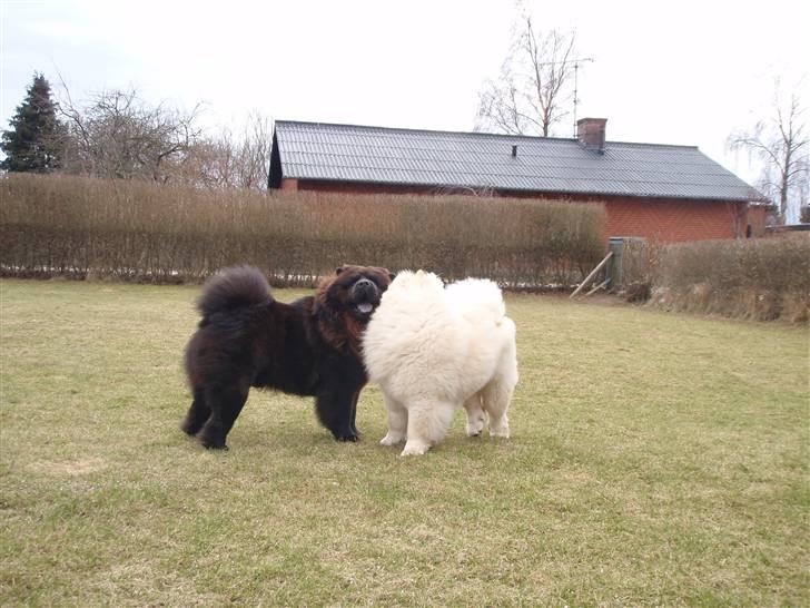 Chow chow baltho billede 10