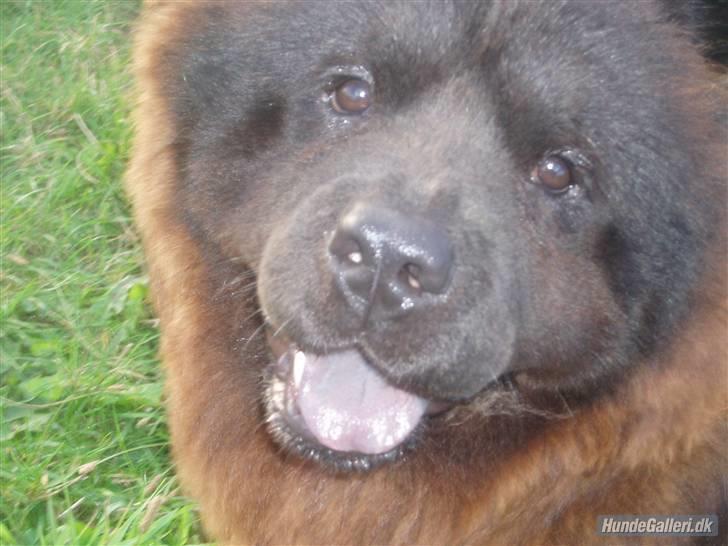 Chow chow baltho billede 11