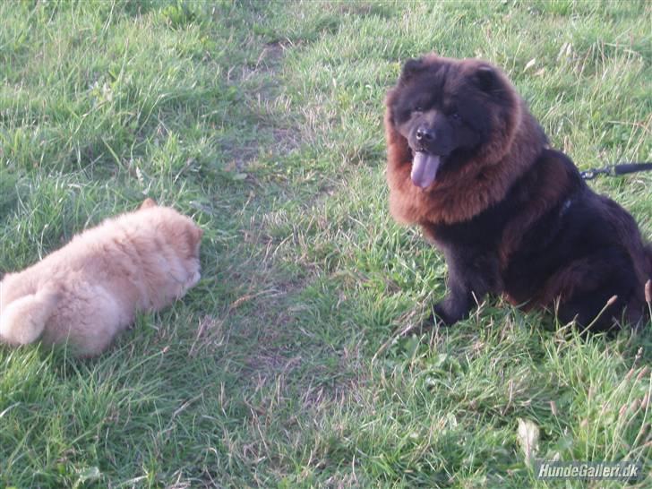 Chow chow baltho billede 12