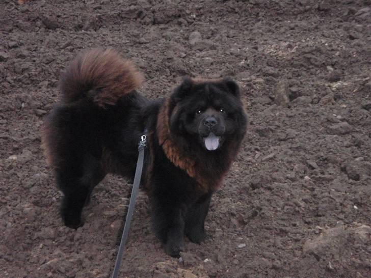 Chow chow baltho billede 13