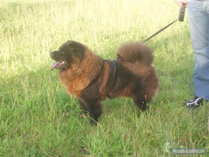 Chow chow baltho billede 14