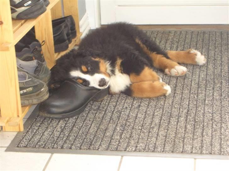 Berner sennenhund Antonio - Når jeg nu ligger her, så opdager jeg nok når de går billede 5