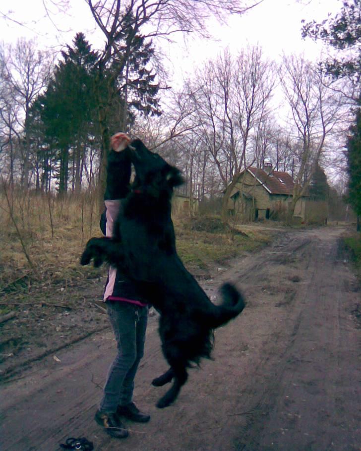 Flat coated retriever Mille - Hoplaa ! billede 7