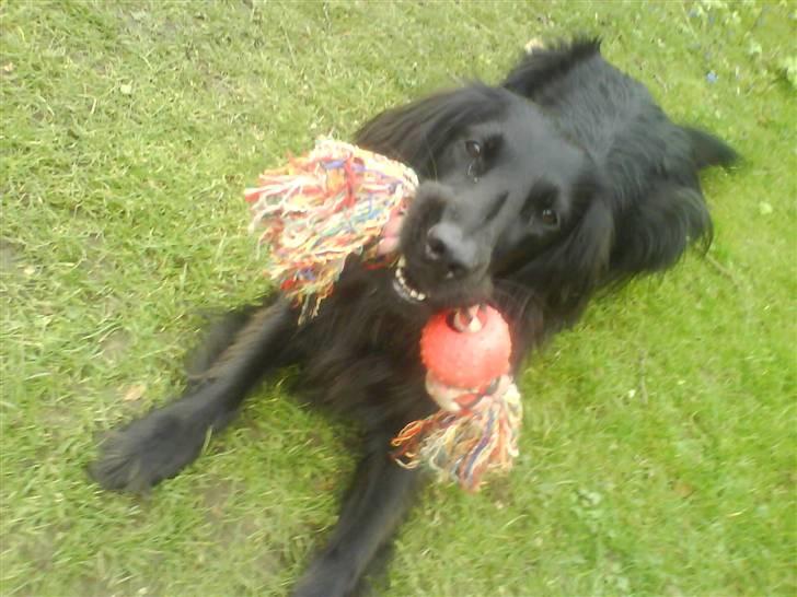 Flat coated retriever Mille - Kom dog og leg med mig !! billede 8