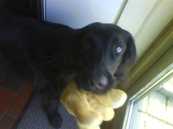 Flat coated retriever Mille - Se lige min bamse ! billede 9