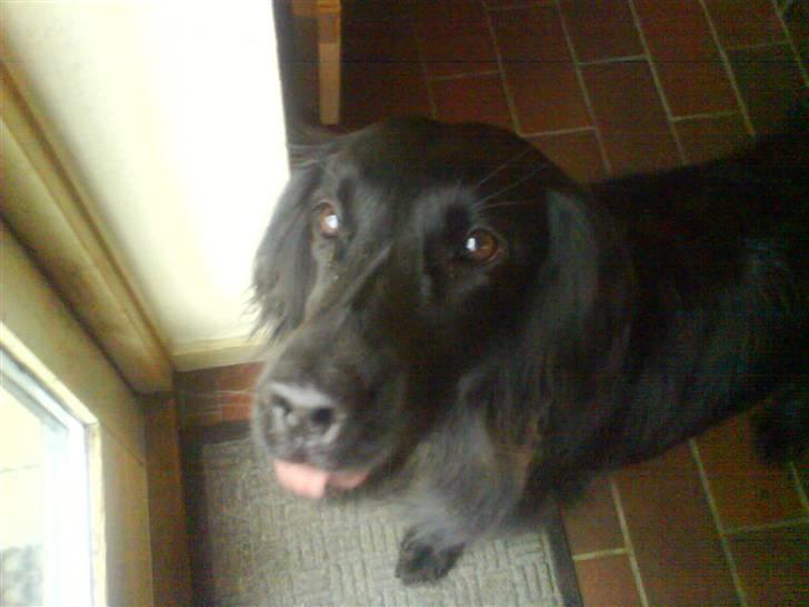Flat coated retriever Mille - Jeg rækker bare lidt tunge xo)) billede 10
