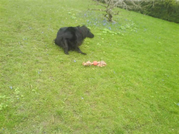 Flat coated retriever Mille - Uhhaa Uhhaa ! Det er lige der det klør !!! billede 11