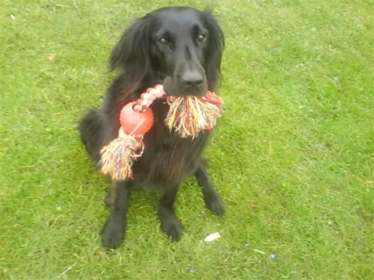 Flat coated retriever Mille - Jeg sidder lige så fint og venter . Så gidder hun nok godt at lege lidt med mig ! billede 12