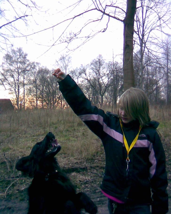 Flat coated retriever Mille - Jeg hopper nu !!! billede 13