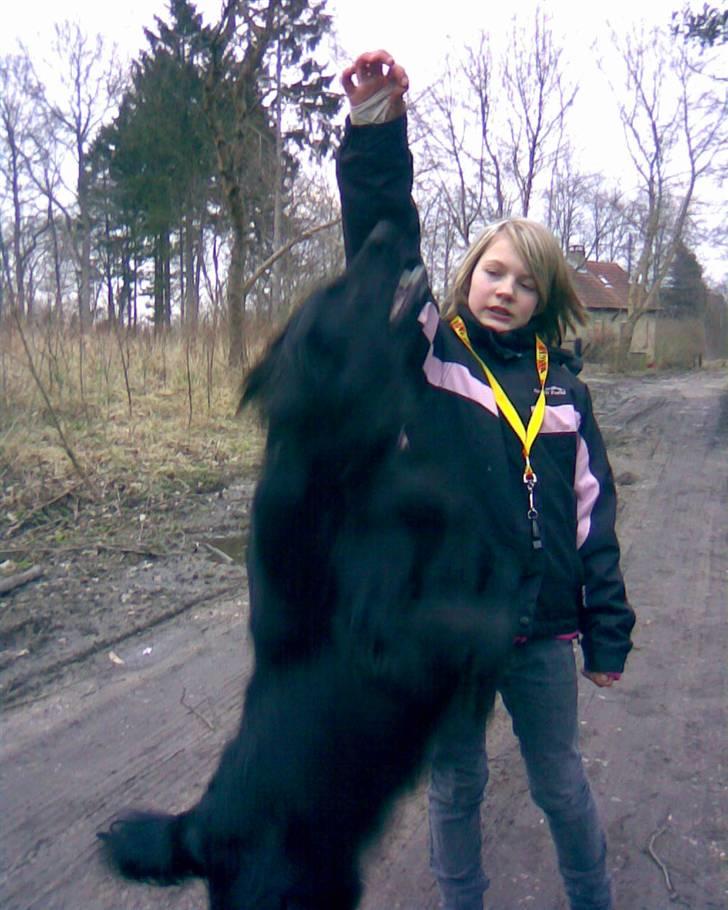 Flat coated retriever Mille - Jeg er der næsten ! ! !  billede 14