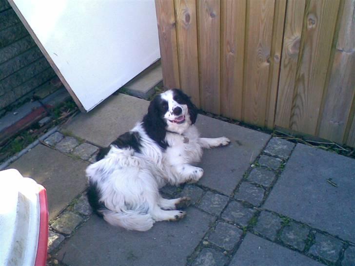 Blanding af racer Panda <'33 billede 8