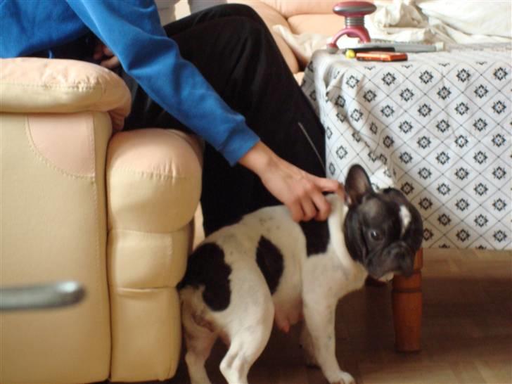 Fransk bulldog Ronja (Bellis) *død* - Her er min søde mor Femo billede 7