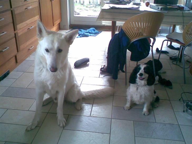 Blanding af racer Panda <'33 billede 9