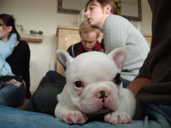 Fransk bulldog Ronja (Bellis) *død* - Her er min frække bror Ludvig (Bobby) billede 8
