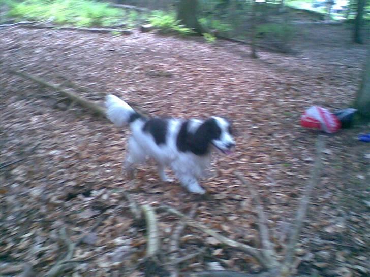 Blanding af racer Panda <'33 billede 10