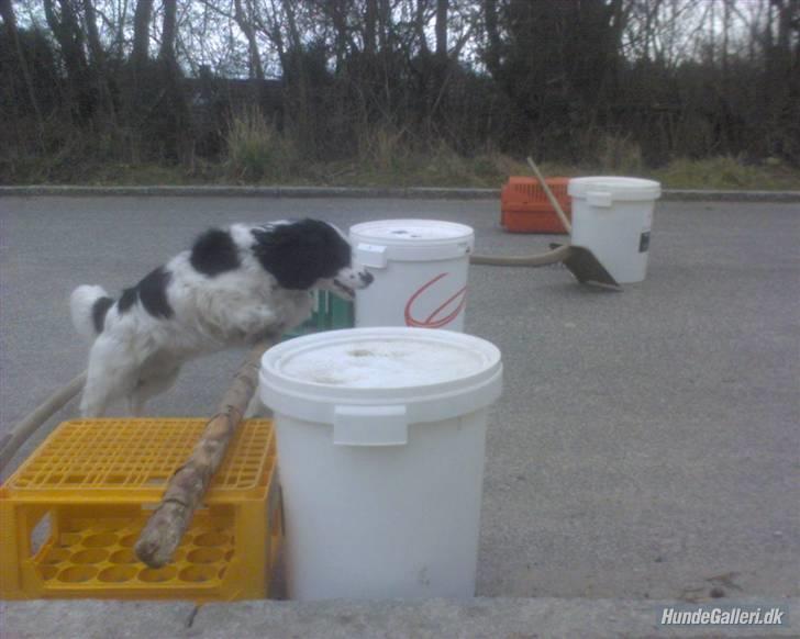 Blanding af racer Panda <'33 billede 11