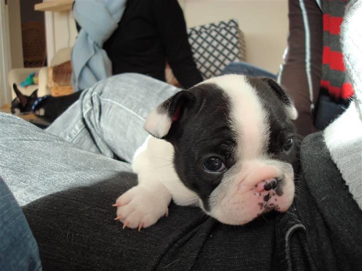 Fransk bulldog Ronja (Bellis) *død* - Tager lige en slapper billede 9