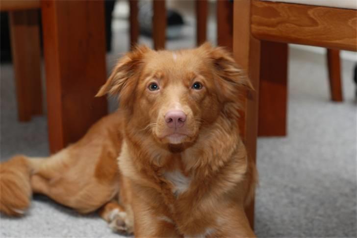 Nova scotia duck tolling retriever Laura billede 6