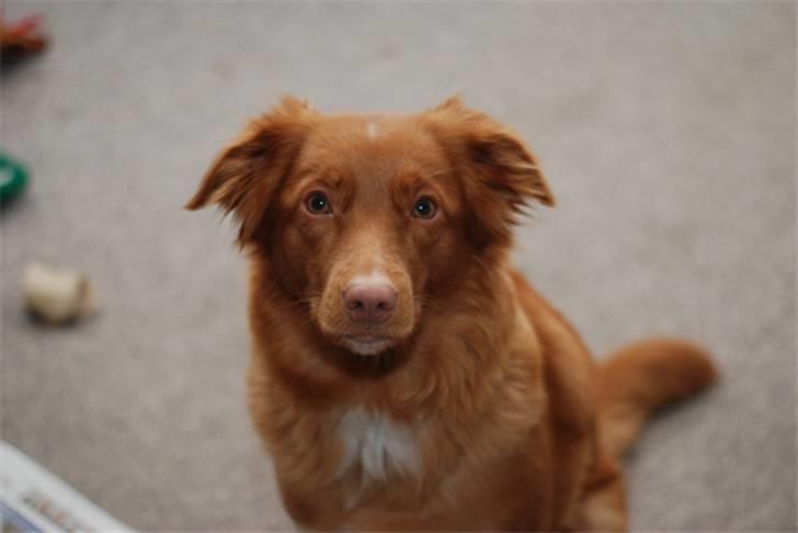Nova scotia duck tolling retriever Laura billede 7