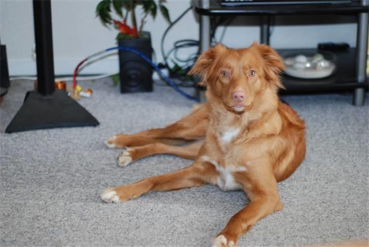 Nova scotia duck tolling retriever Laura billede 8