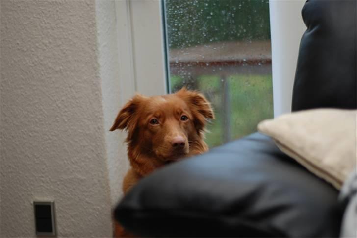 Nova scotia duck tolling retriever Laura billede 9