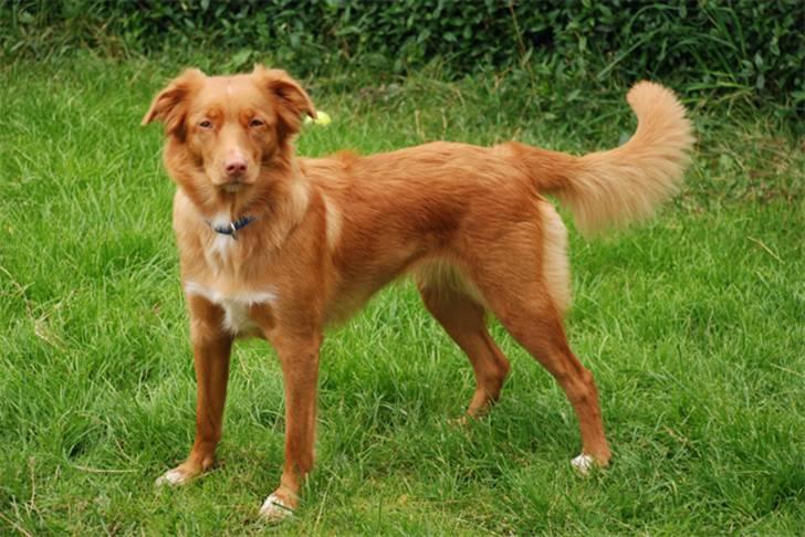 Nova scotia duck tolling retriever Laura billede 10