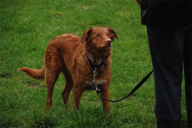 Nova scotia duck tolling retriever Laura billede 11