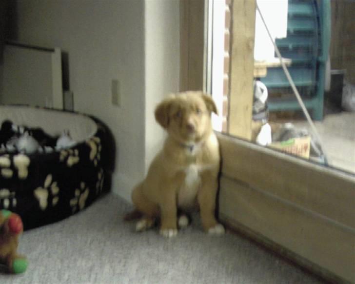 Nova scotia duck tolling retriever Laura billede 12