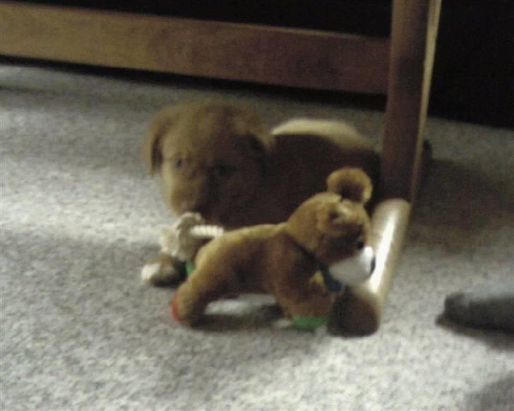 Nova scotia duck tolling retriever Laura billede 13