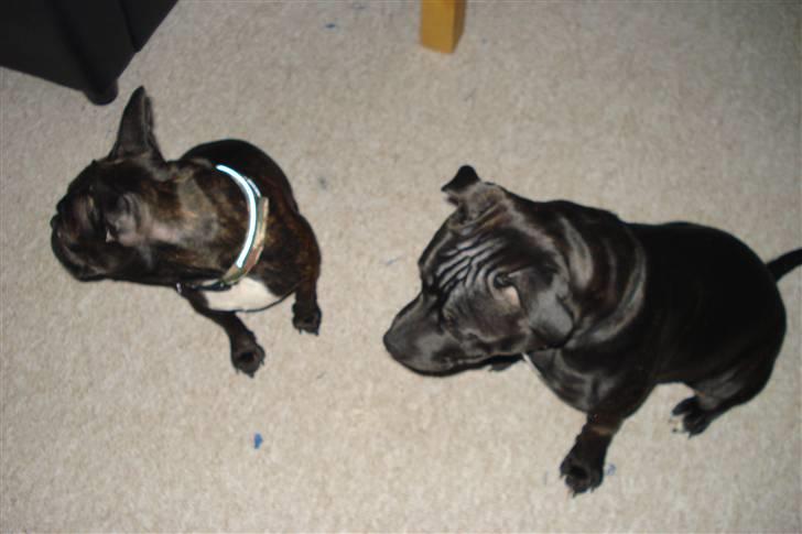 Staffordshire bull terrier Desmound - Desmound og hans "kæreste" Nelle :) billede 11