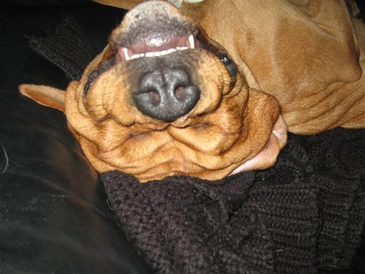 Blanding af racer Kaos billede 1