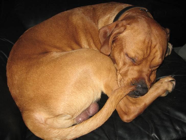 Blanding af racer Kaos billede 2