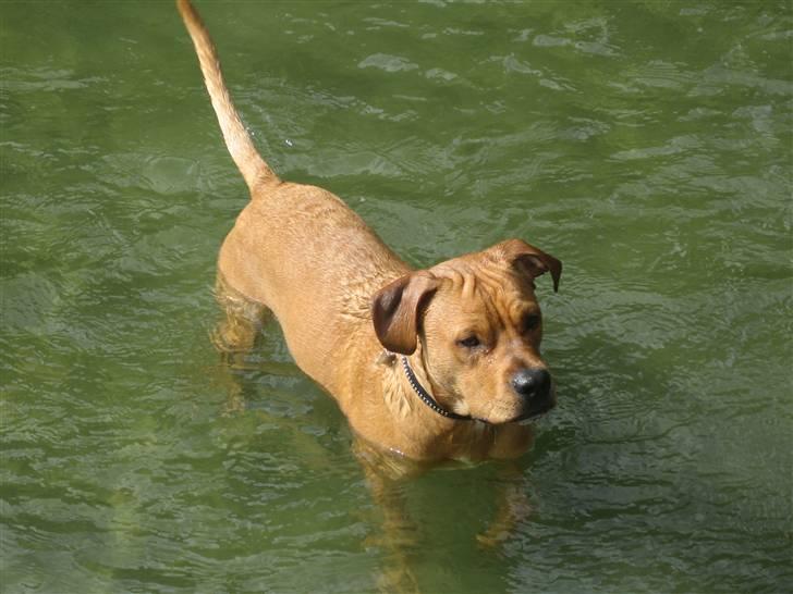 Blanding af racer Kaos billede 3