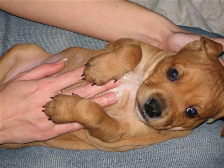 Blanding af racer Kaos billede 4