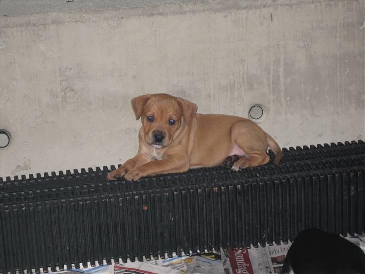 Blanding af racer Kaos billede 5