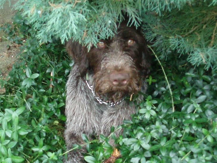 Ruhåret hønsehund Paw billede 1