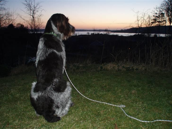 Ruhåret hønsehund Paw - Paw en sen sommeraften. billede 2