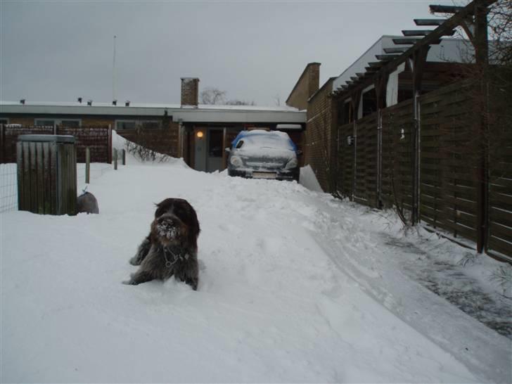 Ruhåret hønsehund Paw billede 3