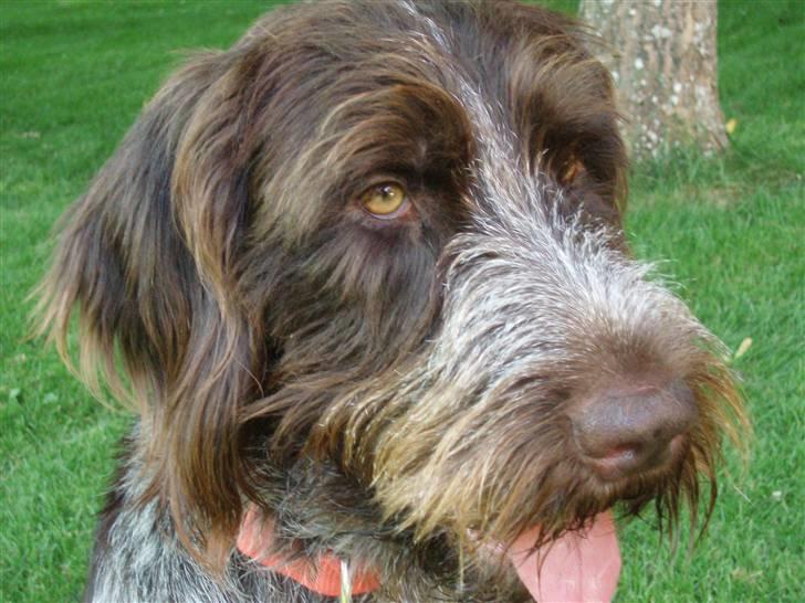 Ruhåret hønsehund Paw - Paw 4 år :-) billede 4