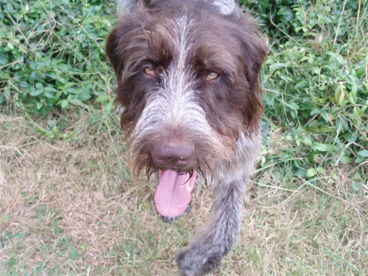 Ruhåret hønsehund Paw billede 5