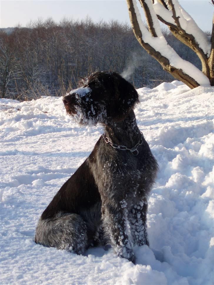 Ruhåret hønsehund Paw - Vinter 2008 :-) billede 7