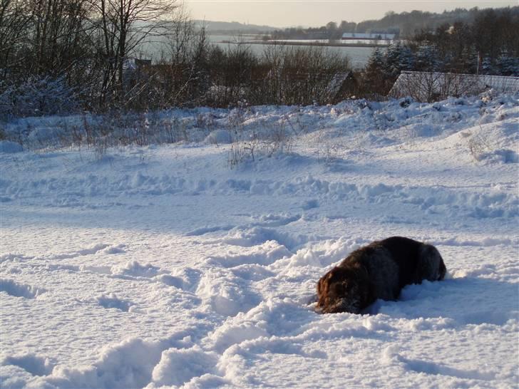 Ruhåret hønsehund Paw - Dejlige Paw i sneen :-) billede 8