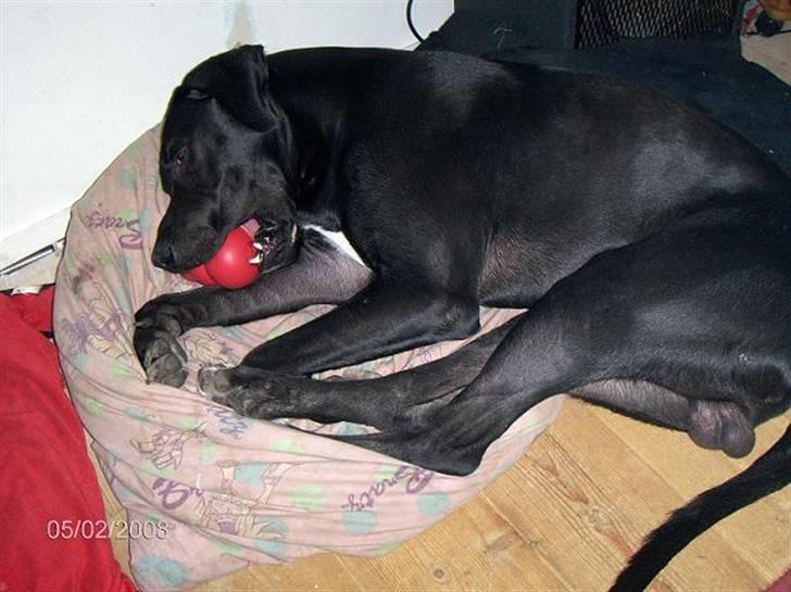 Blanding af racer Holger *Himmelhund* billede 6