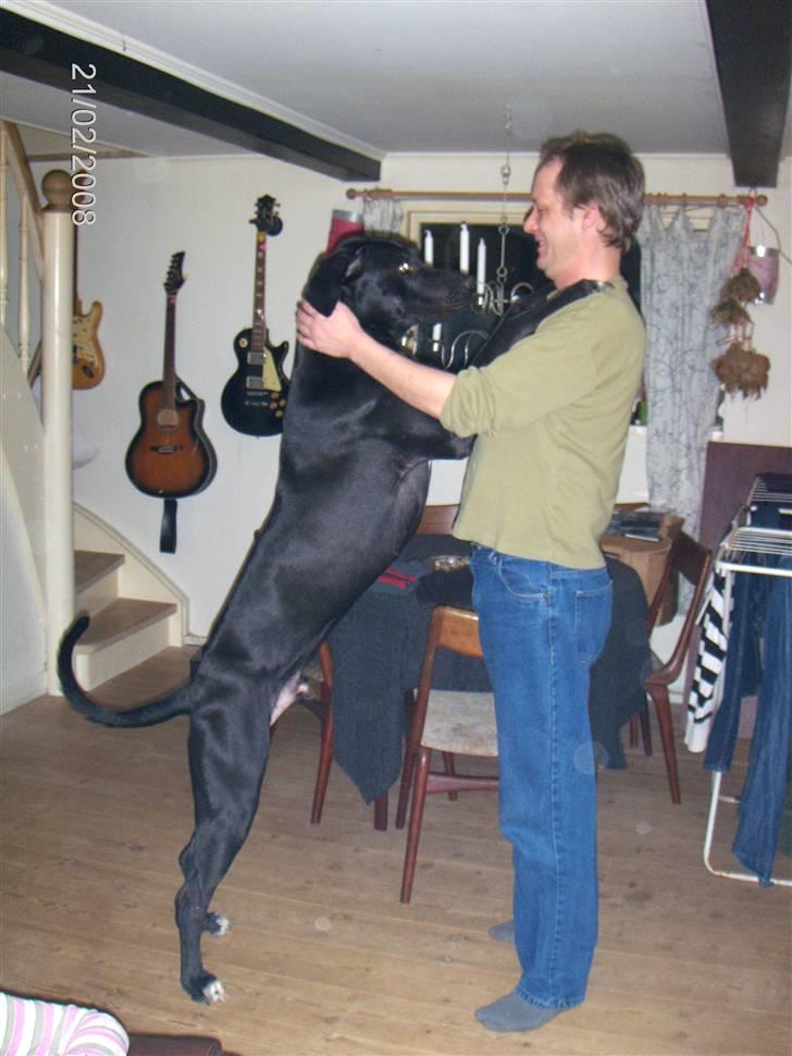 Blanding af racer Holger *Himmelhund* billede 7