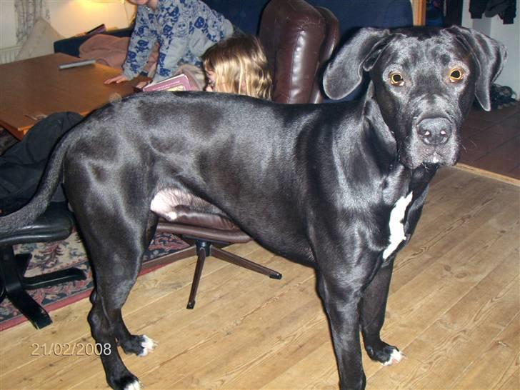 Blanding af racer Holger *Himmelhund* billede 8