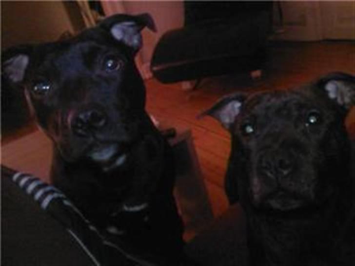 Staffordshire bull terrier Muttley billede 19