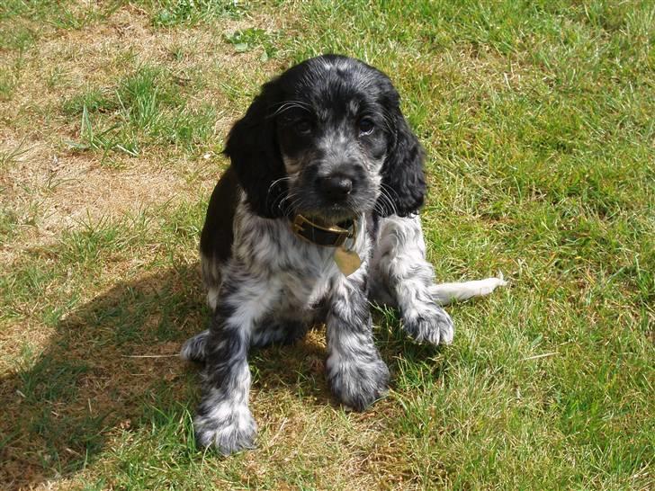 Cocker spaniel Molly - Mig som hvalp billede 1