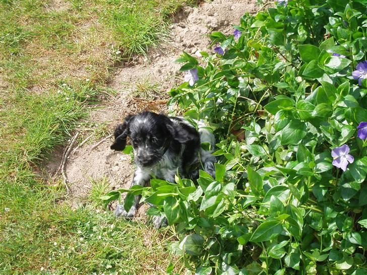 Cocker spaniel Molly - Er jeg ikke fræk... billede 3