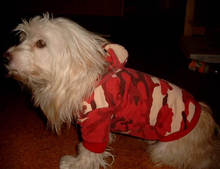 Bichon havanais Cuban Silky Dreams Ayshia billede 19